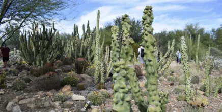 Arizona-Sonora Desert Museum