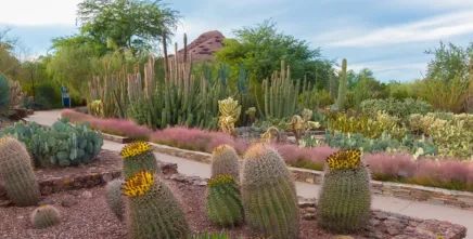 Desert Botanical Garden
