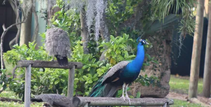 Jacksonville Zoo and Gardens