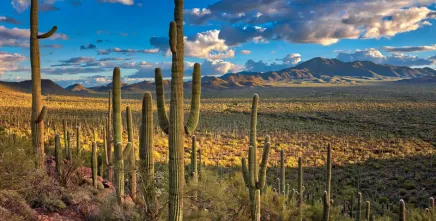 Saguaro National Park